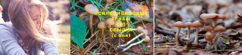 Псилоцибиновые грибы Psilocybe  Белый 